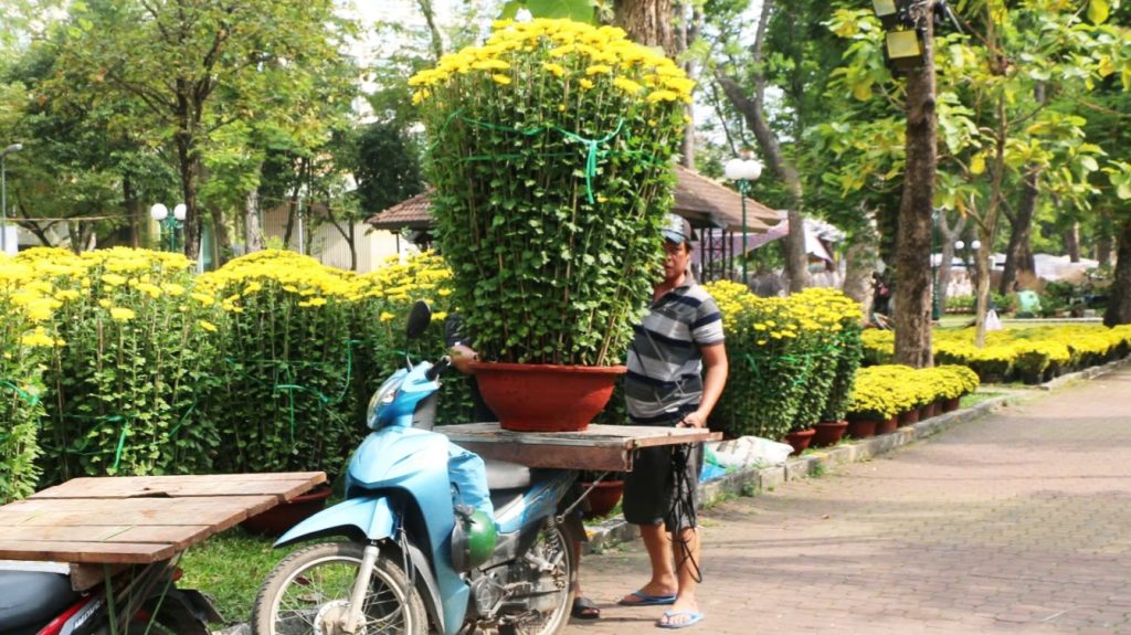 Hành vi chở cây cảnh cồng kềnh bằng xe máy là vi phạm pháp luật.