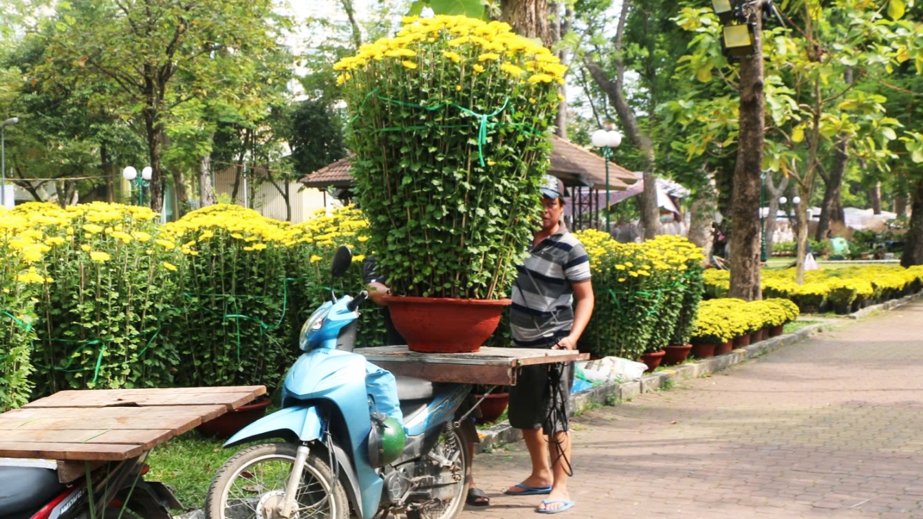 Hành vi chở cây cảnh cồng kềnh bằng xe máy là vi phạm pháp luật.
